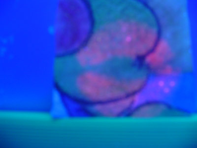 Figure 1: Development using Nile Red of a latent print (750 days old) produced by permanent lipstick.